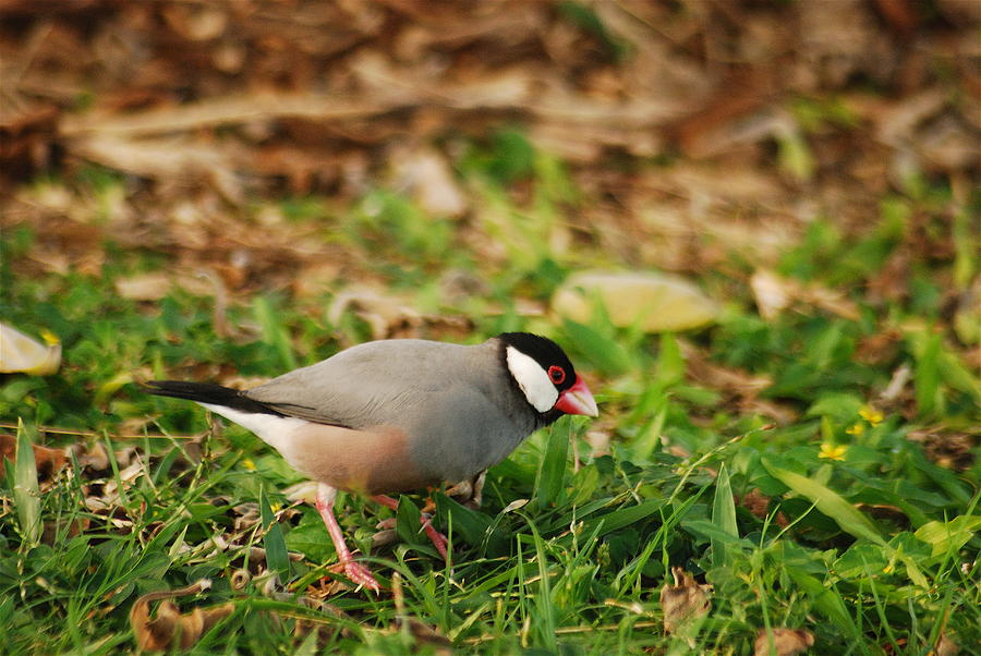 Java Sparrow Photograph by Michael Peychich