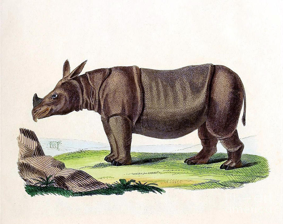 Animal Photograph - Javan Rhinoceros, Endangered Species by Biodiversity Heritage Library