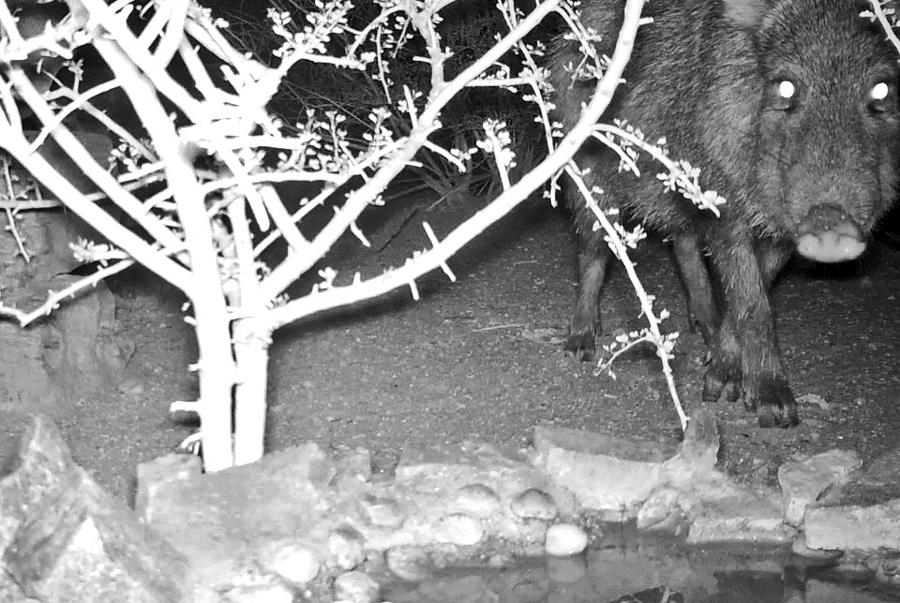 Javelina - Collared Peccary - at Night Photograph by Judy Kennedy