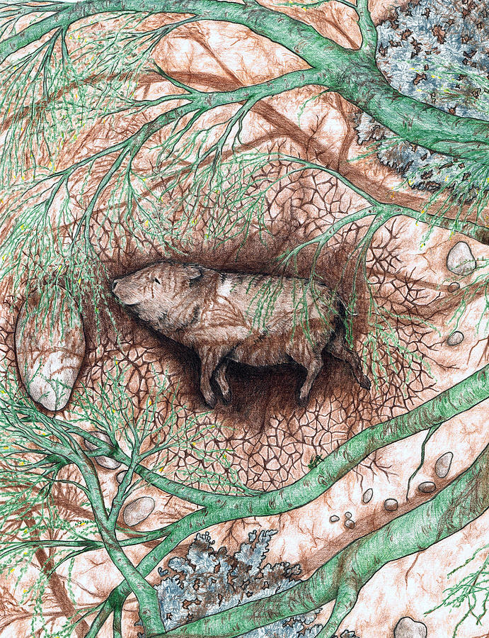 Arizona Drawing - Javelina Shade by Theresa Higby Arizona Drawing - Javelina Shade by Theresa Higby