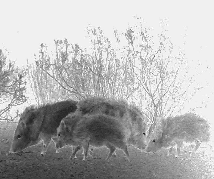 Javelinas in the Desert Photograph by Judy Kennedy