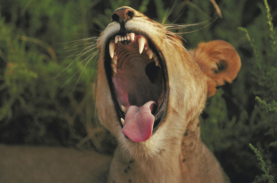 Hungry Lion With Huge Mouth Photograph