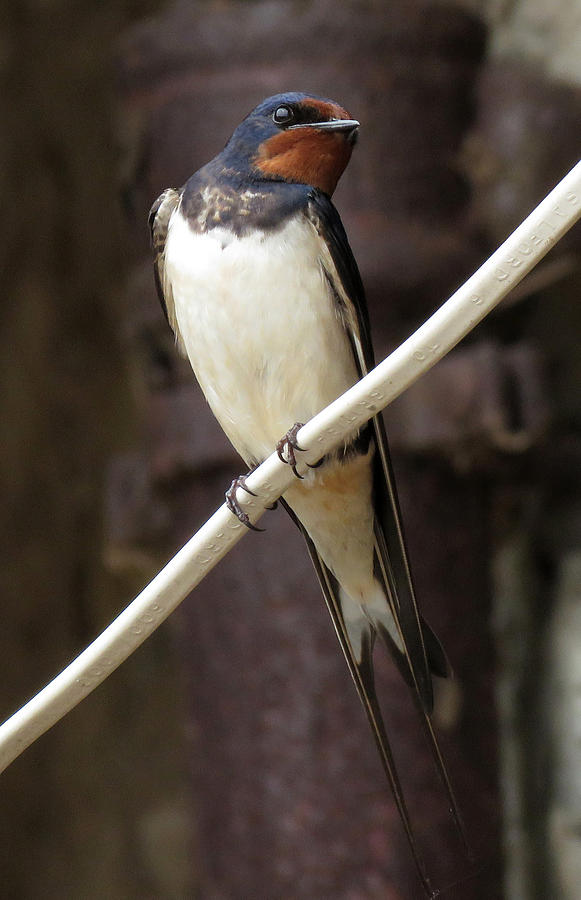 Swallow Photograph by John Topman