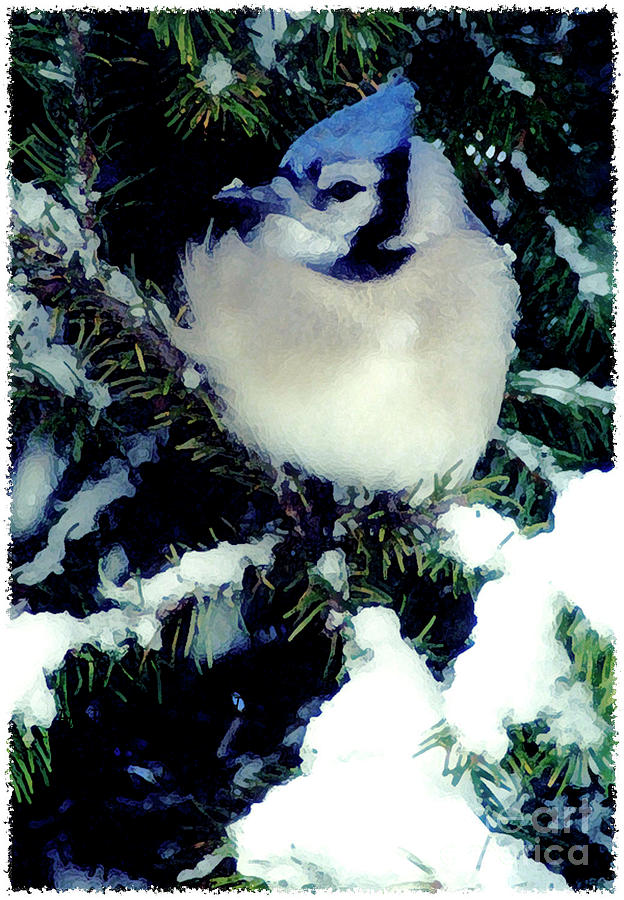 Blue Jay Photograph - Jay Art by Deborah Johnson