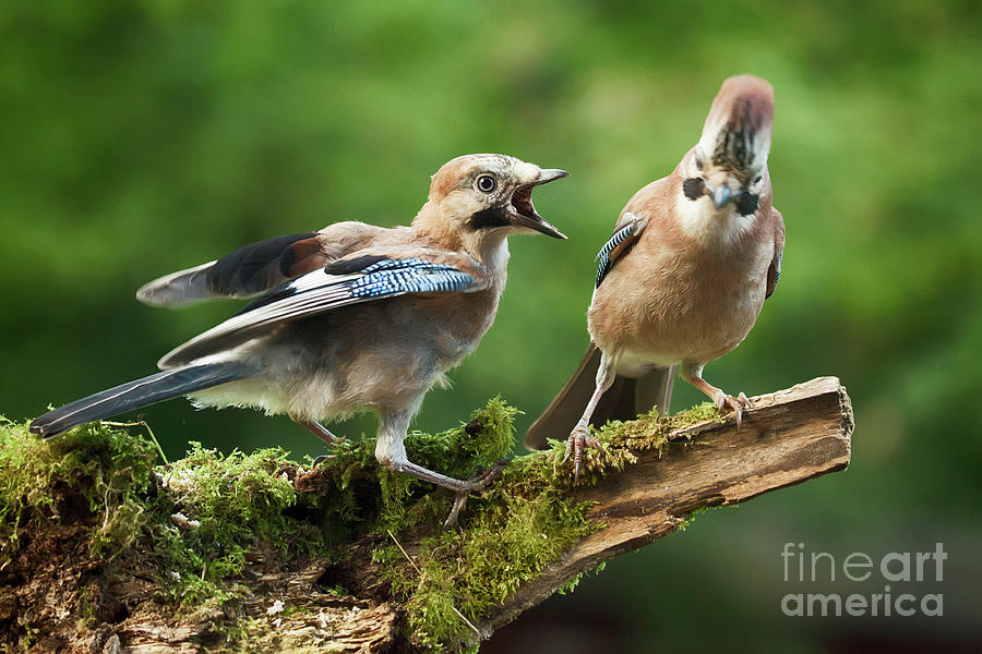 Jay bird demanding food form parent Photograph by Simon Bratt