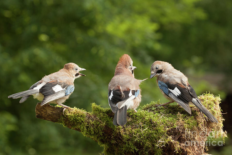 Jay bird family of three feeding Photograph by Simon Bratt