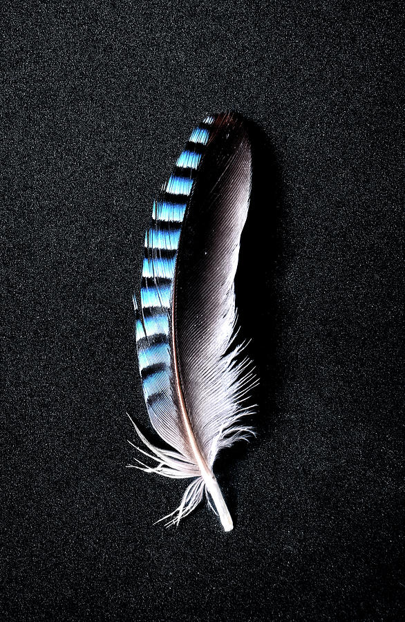 Jay feather 1 without text Photograph by Weston Westmoreland