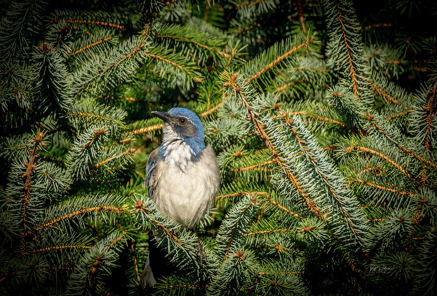 Jay in Tree Photograph by Bill Posner