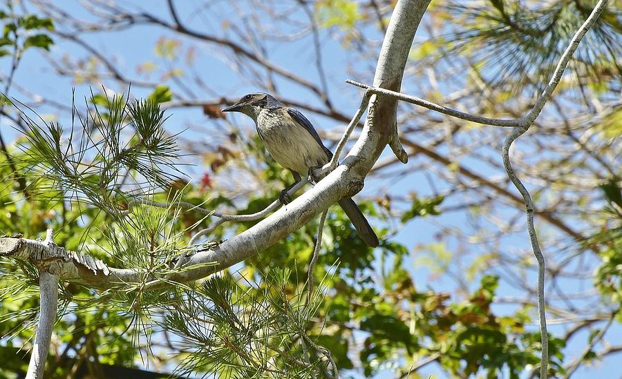 Jay in Tree Photograph by Linda Brody - Fine Art America