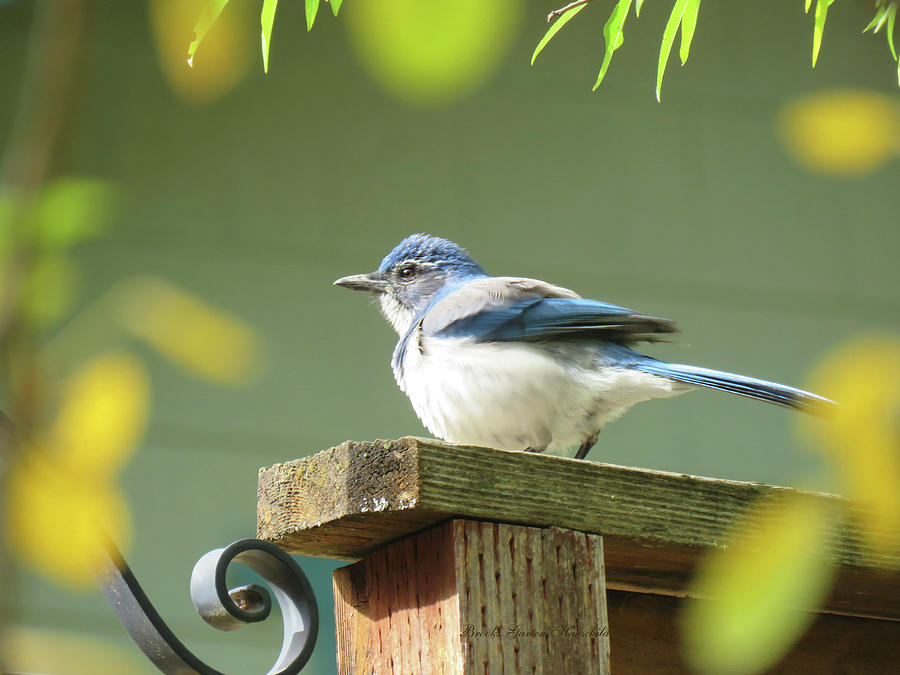 Scrub Jay on a Fence - Bird Photography - Images from the Garden - Nature Photograph by Brooks Garten Hauschild