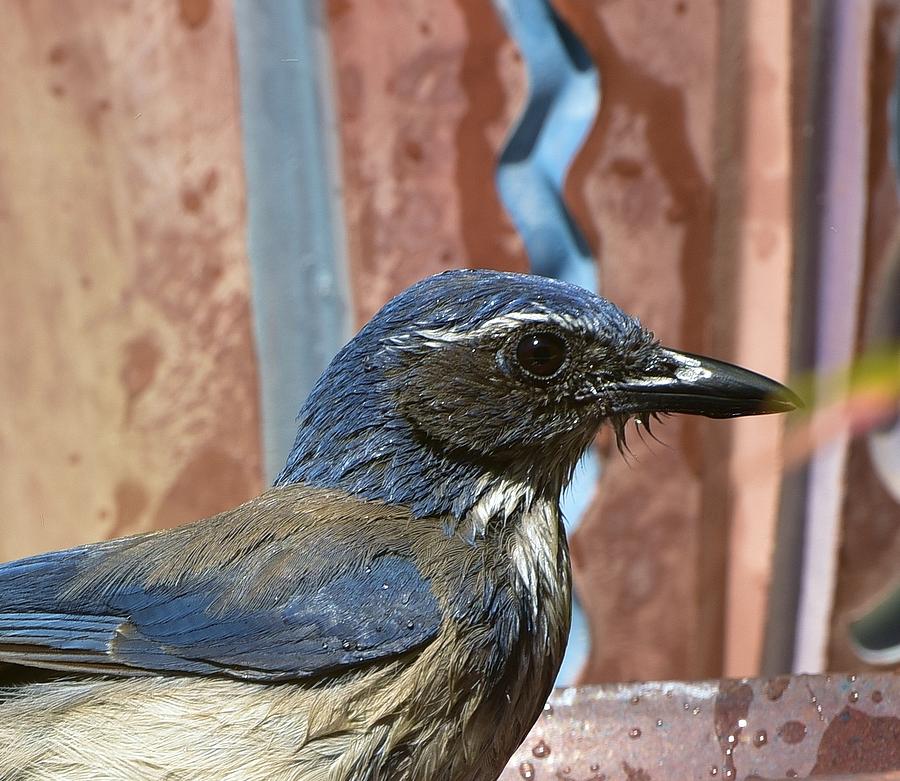 Small Blue Bird Photograph - Jay Portrait After Bath by Linda Brody Small Blue Bird Photograph - Jay Portrait After Bath by Linda Brody