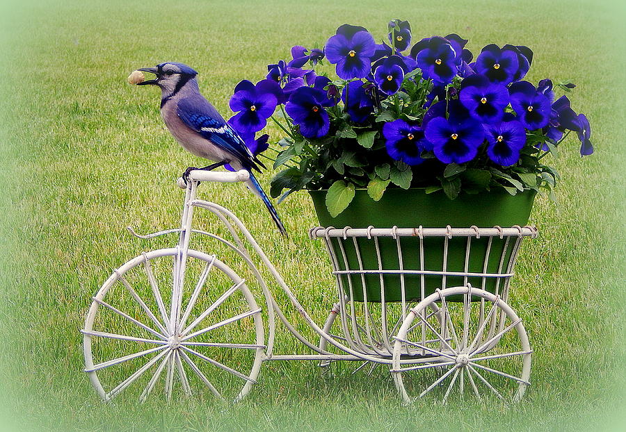 Blue Jay Photograph - Jays Flower Cart by Karen Cook