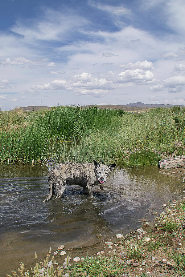 Dog Photograph - Jazzy 6 Vance Ranch by Karen W Meyer