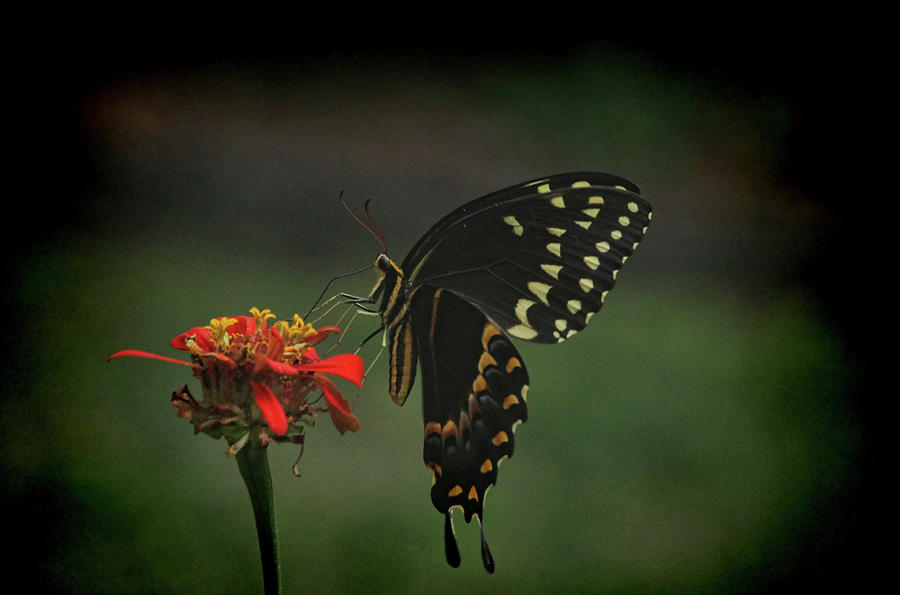 Jazzy Black Swallowtail  Photograph by Ola Allen