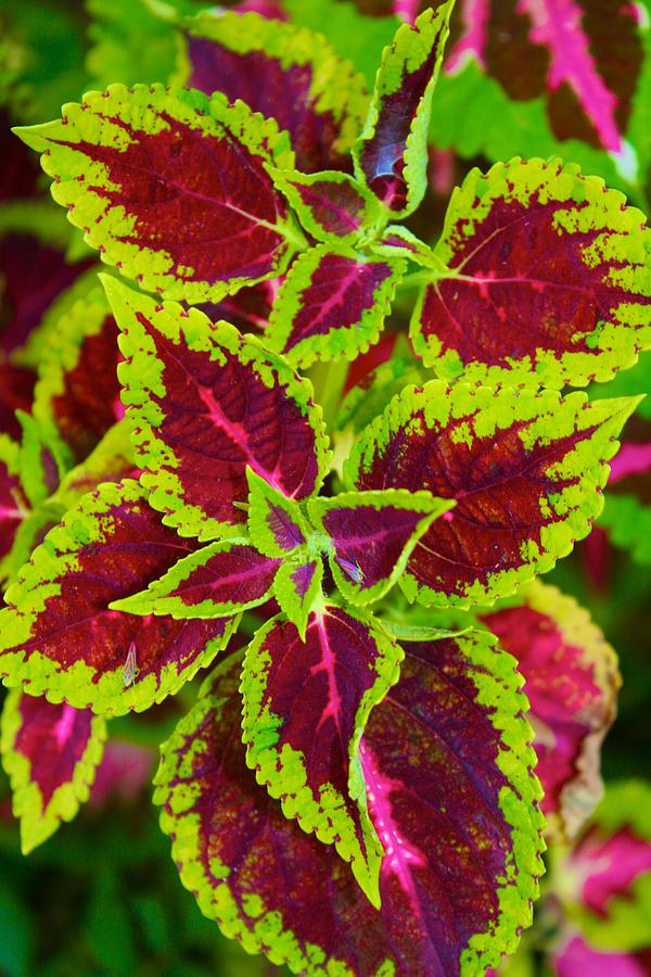 Jazzy Coleus Photograph by Polly Castor