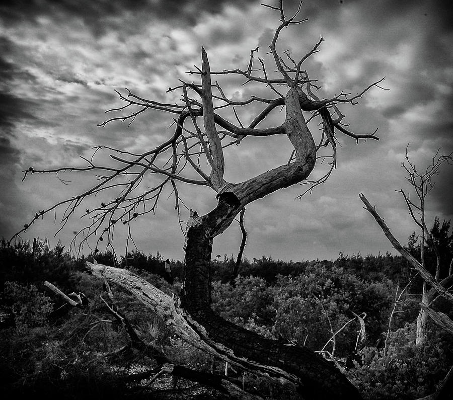 J.D. tree 1 by Michael Raiman J.D. tree 1 by Michael Raiman