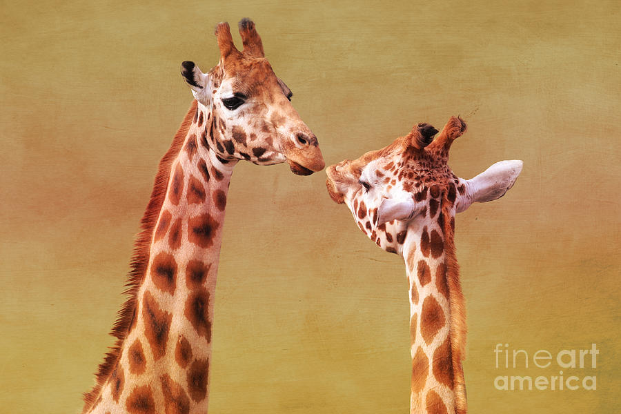 Wildlife Photograph - Je taime Giraffes by Terri Waters