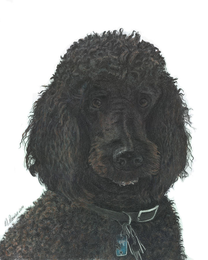 Poodle Drawing - Jean-Claude by Marlene Piccolin Poodle Drawing - Jean-Claude by Marlene Piccolin
