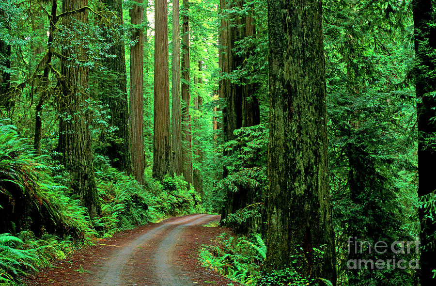 Jedediah Smith Redwoods                            Photograph by Jim Corwin