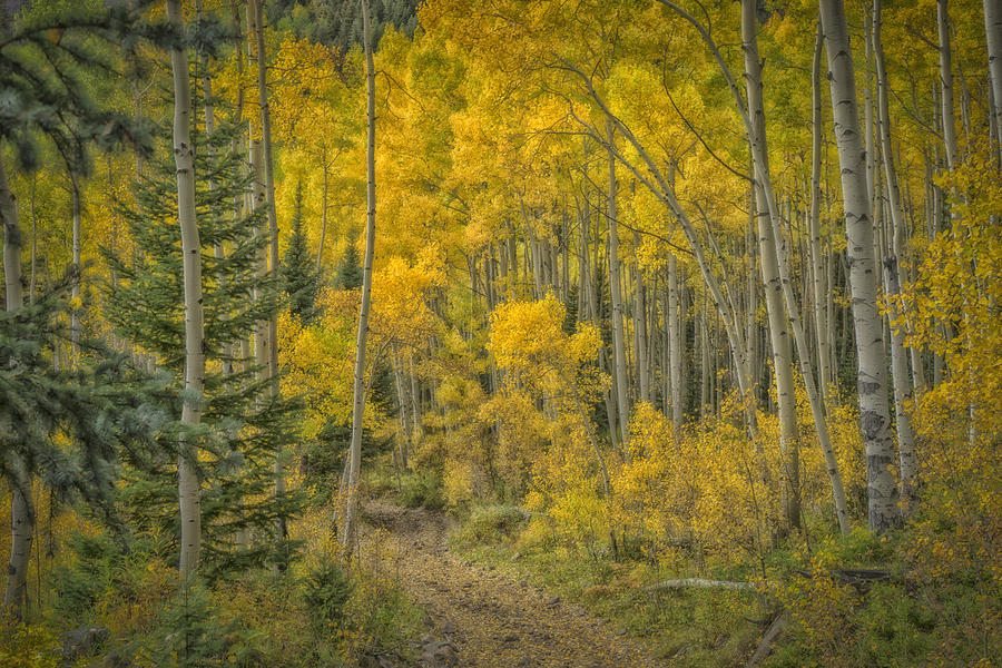 Jeep Road into the Aspen Marble Colorado DSC06899 Photograph by Greg Kluempers