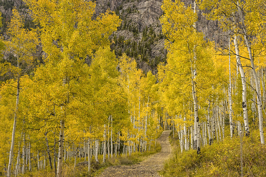 Jeep Road thru the Aspen Marble Colorado DSC06875 Photograph by Greg Kluempers