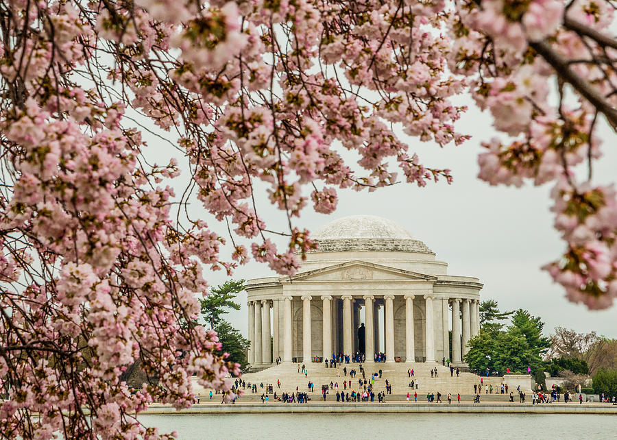Jefferson Framed by Cherry Blossoms by Karen Saunders Jefferson Framed by Cherry Blossoms by Karen Saunders