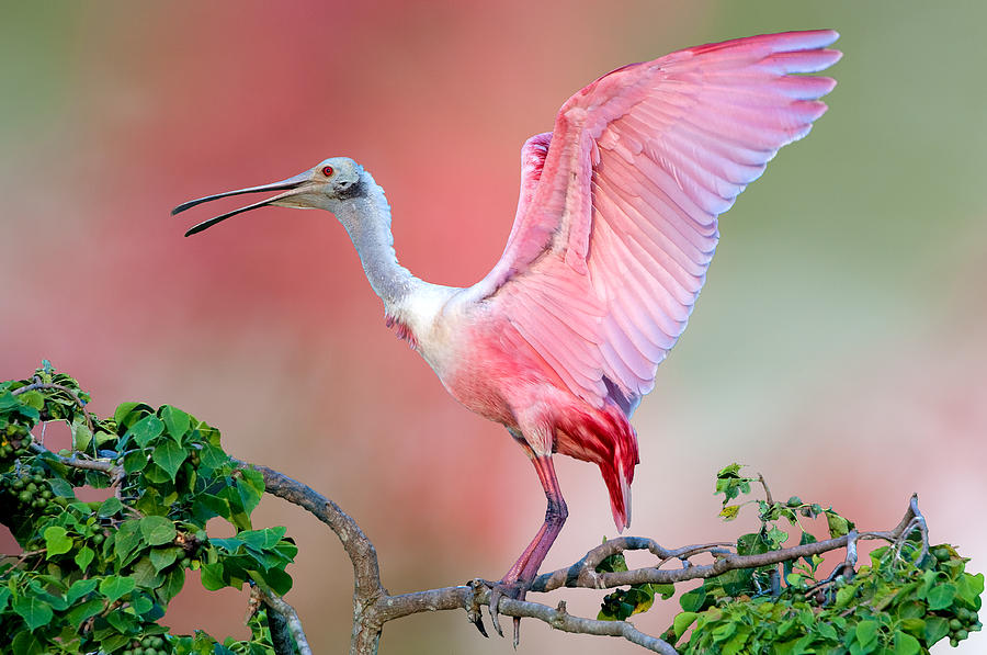 Jefferson Island Roseate Spoonbill Photograph by Bonnie Barry