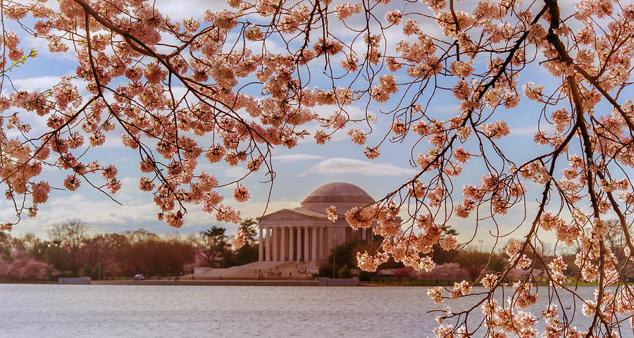 Jefferson Memorial And Cherry Blossom Photograph