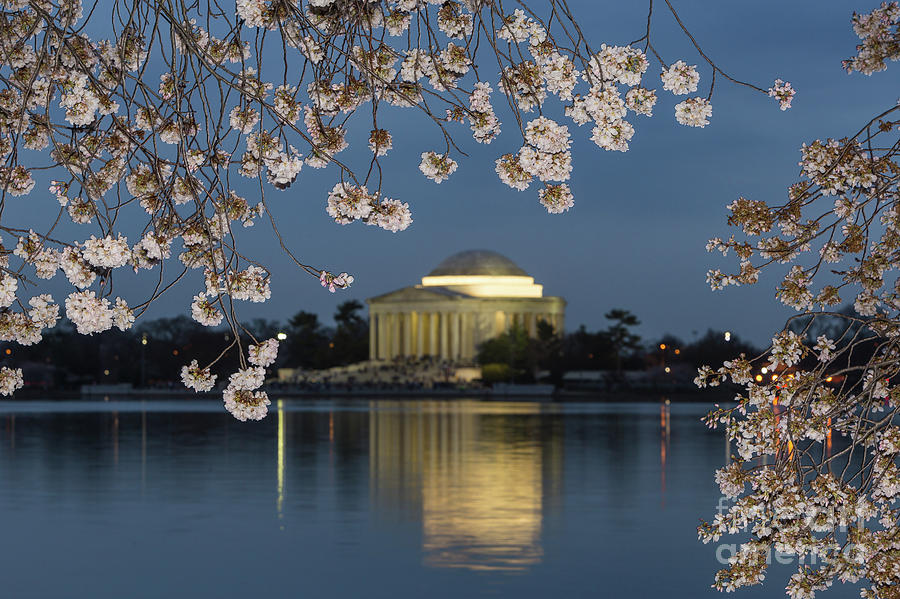 Jefferson Memorial and Cherry Blossoms I Photograph by Clarence Holmes