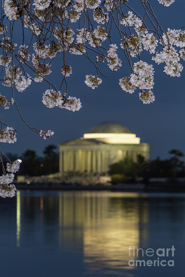 Jefferson Memorial and Cherry Blossoms II Photograph by Clarence Holmes