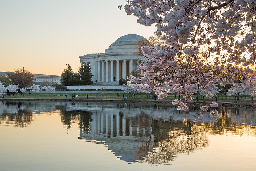 Jefferson Memorial and Cherry Blossoms Photograph by Jack Nevitt
