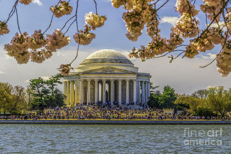 Jefferson Memorial  and Cherry Blossoms Photograph by Nick Zelinsky Jr