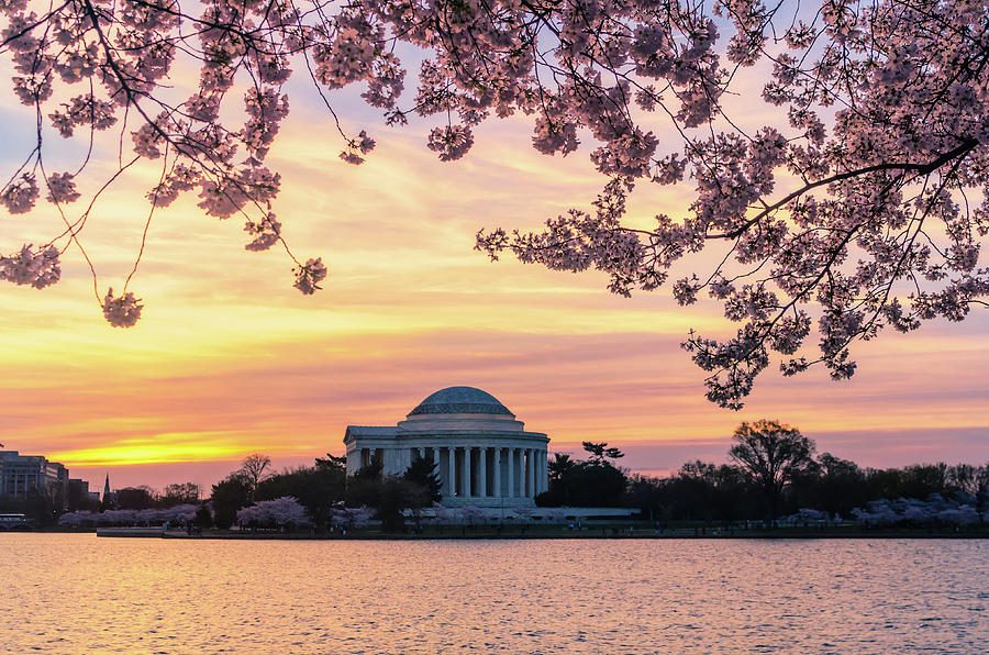 D7000 Photograph - Jefferson Memorial at Sunrise with Blossoms by Craig Szymanski