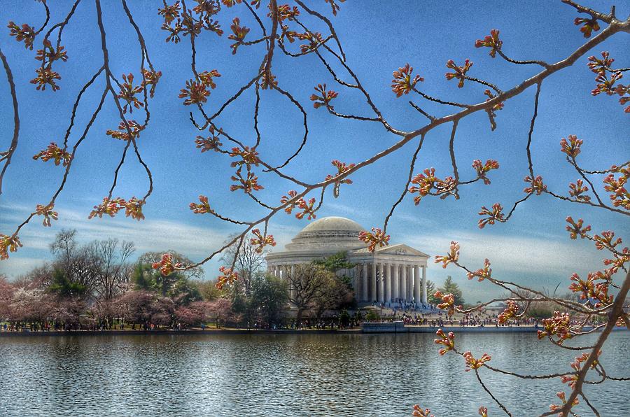 Jefferson Memorial - Cherry Blossoms Photograph by Marianna Mills