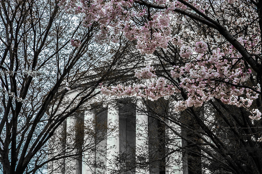 Jefferson Memorial in Spring by Karen Saunders Jefferson Memorial in Spring by Karen Saunders