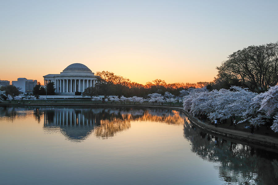 Jefferson Memorial Sunrise Cherry Blossoms Photograph by Jack Nevitt
