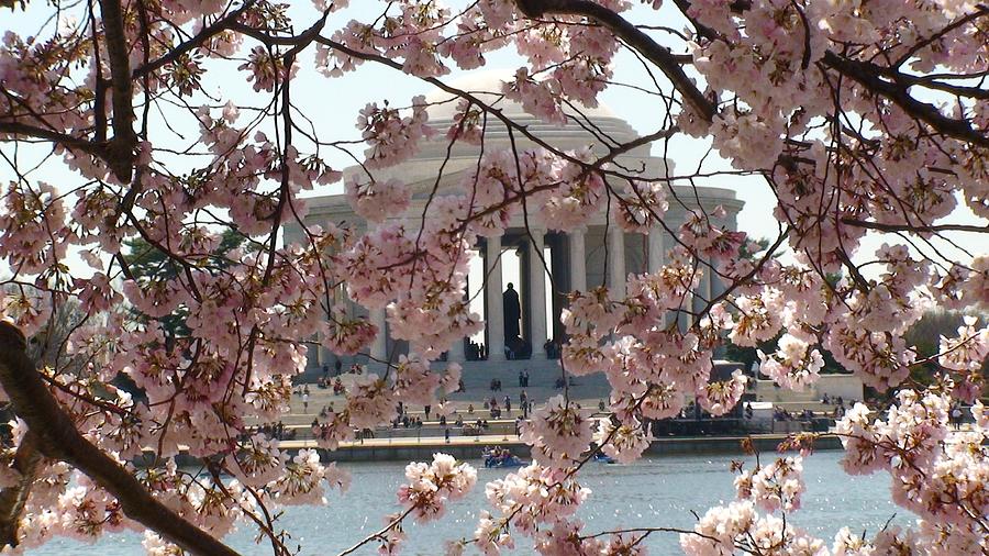 Jefferson Through the Cherry Blossoms Photograph by Charles Kraus