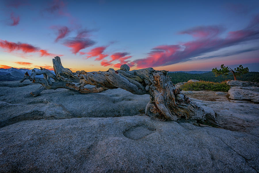 Yosemite National Park Photograph - Jeffrey Pine Dawn by Rick Berk