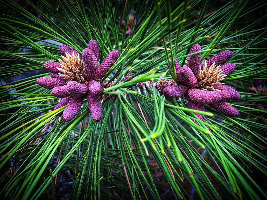 Jeffrey pine-making cones Photograph by Douglas Craig