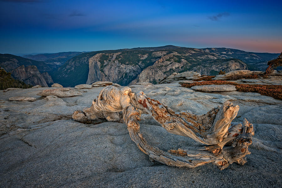 Yosemite National Park Photograph - Jeffrey Pine on Sentinel Dome by Rick Berk