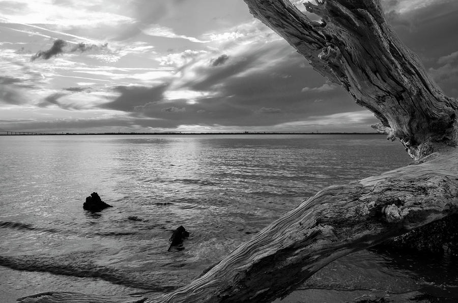 Jekyll Driftwood At Sunset In Black and White Photograph by Greg and Chrystal Mimbs