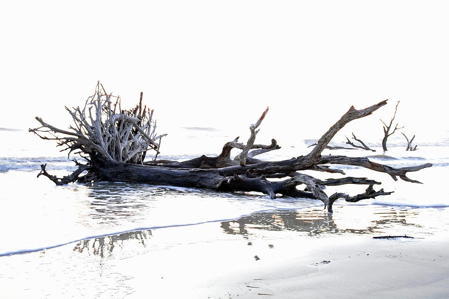 Jekyll Island Driftwood Beach Black and White Photograph by Bruce Gourley