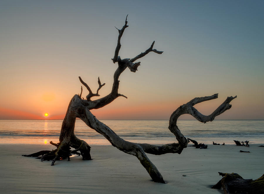Beach Photograph - Jekyll Island Driftwood by Greg and Chrystal Mimbs