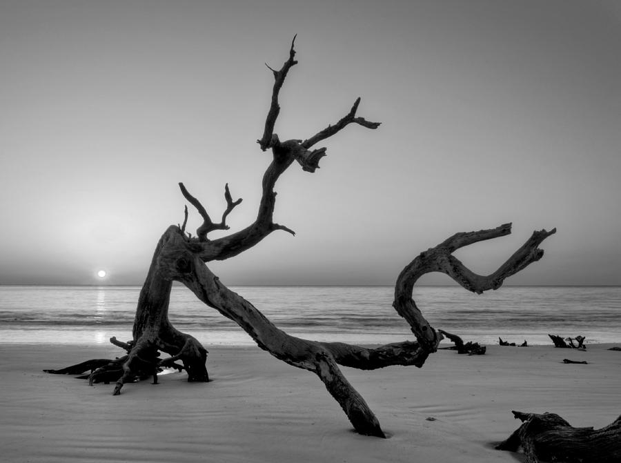 Jekyll Island Driftwood in Black and White Photograph by Greg and Chrystal Mimbs