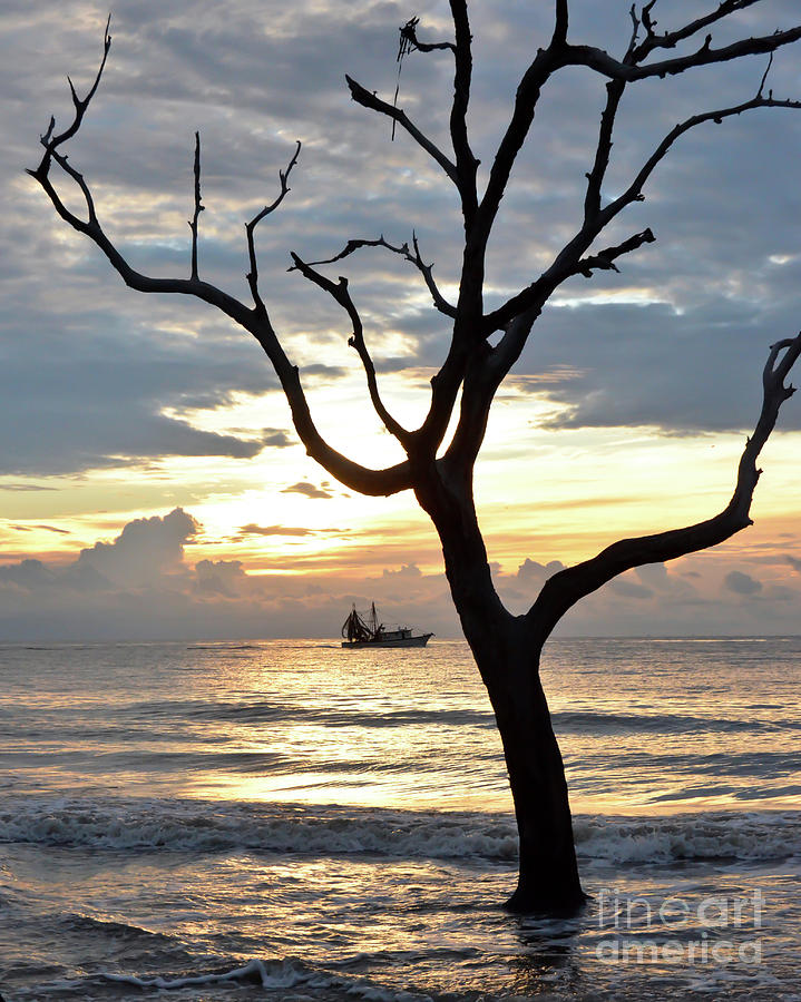 Jekyll Island - Early Morning at Driftwood Beach Photograph by Kerri Farley