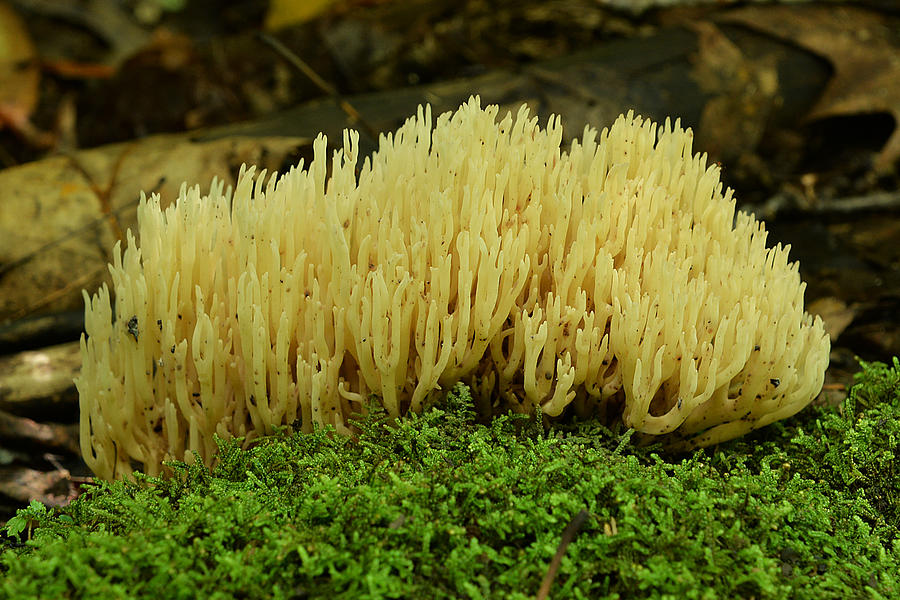 Jellied False Coral Mushroom Photograph by Alan Lenk