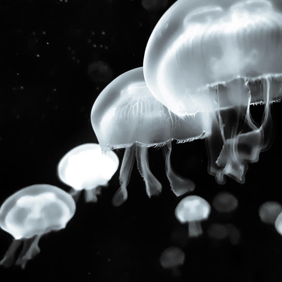 Jellies Photograph by Arvin Dennis De la Cruz - Fine Art America