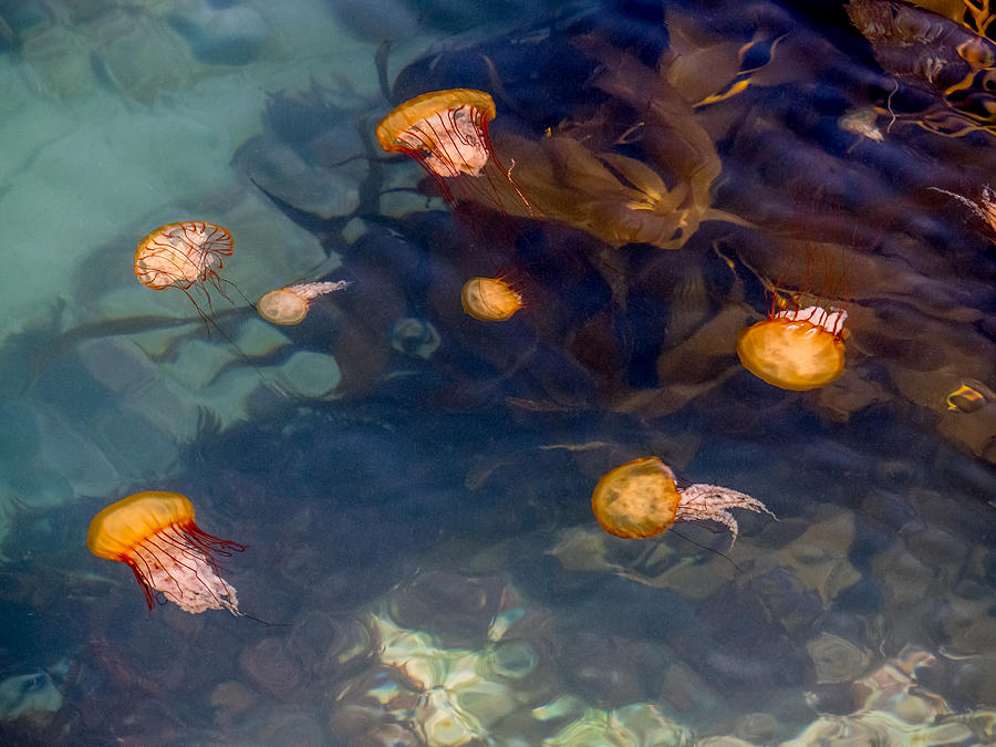 Jellies at the Jetty Photograph by Derek Dean