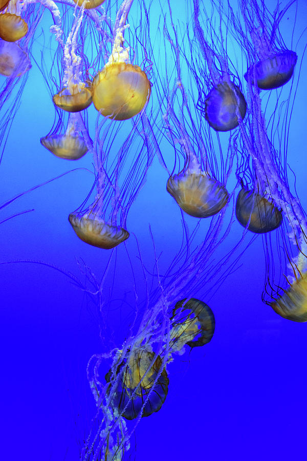 Jellies No. 408-1 Photograph by Sandy Taylor