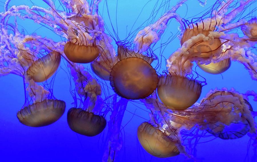 Jelly by Chris Alberding Jelly by Chris Alberding